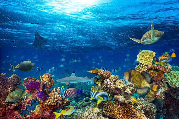 The Maldives appeals to those with an interest in marine life © Grafner/Getty Images