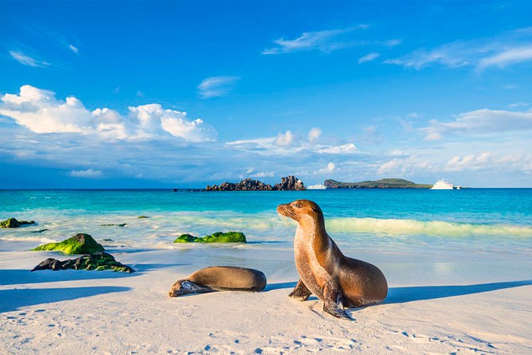 There is a host of unusual species, like the Galapagos sea lion, in the Galápagos Islands © guenterguni / Getty Images